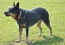Australian Cattle Dog Dogs Breed - Information, Temperament, Size & Price | Pets4Homes