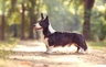 Welsh Corgi Cardigan Dogs Raza - Características, Fotos & Precio | MundoAnimalia