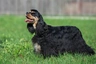American Cocker Spaniel Dogs Breed - Information, Temperament, Size & Price | Pets4Homes