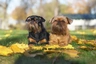 Griffon Bruxellois Dogs Breed - Information, Temperament, Size & Price | Pets4Homes
