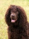 Irish Water Spaniel Dogs Breed - Information, Temperament, Size & Price | Pets4Homes