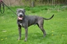 Presa Canario Dogs Breed - Information, Temperament, Size & Price | Pets4Homes