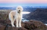 Labradoodle Dogs Breed - Information, Temperament, Size & Price | Pets4Homes
