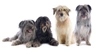 Pyrenean Sheepdog Dogs Breed - Information, Temperament, Size & Price | Pets4Homes