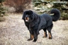 Tibetan Mastiff Dogs Breed - Information, Temperament, Size & Price | Pets4Homes