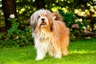 Tibetan Terrier Dogs Breed - Information, Temperament, Size & Price | Pets4Homes
