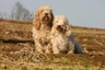 Basset Griffon Vendeen Dogs Breed - Information, Temperament, Size & Price | Pets4Homes