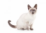 Thai Cats Breed - Information, Temperament, Size & Price | Pets4Homes