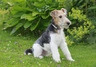 Fox Terrier de Pelo Duro Dogs Raza - Características, Fotos & Precio | MundoAnimalia