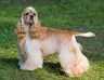 American Cocker Spaniel Dogs Breed - Information, Temperament, Size & Price | Pets4Homes