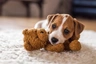 Jack Russell Dogs Breed - Information, Temperament, Size & Price | Pets4Homes