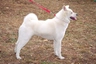 Japanese Akita Inu Dogs Breed - Information, Temperament, Size & Price | Pets4Homes