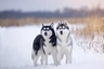 Siberian Husky Dogs Breed - Information, Temperament, Size & Price | Pets4Homes