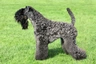 Kerry Blue Terrier Dogs Breed - Information, Temperament, Size & Price | Pets4Homes