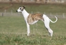 Whippet Dogs Breed - Information, Temperament, Size & Price | Pets4Homes