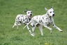 Dalmatian Dogs Breed - Information, Temperament, Size & Price | Pets4Homes