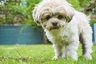 Malshi Dogs Breed - Information, Temperament, Size & Price | Pets4Homes