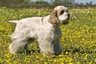 American Cocker Spaniel Dogs Breed - Information, Temperament, Size & Price | Pets4Homes