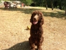 Irish Water Spaniel Dogs Breed - Information, Temperament, Size & Price | Pets4Homes