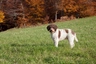 Lagotto Romagnolo Dogs Breed - Information, Temperament, Size & Price | Pets4Homes