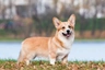 Welsh Corgi Pembroke Dogs Breed - Information, Temperament, Size & Price | Pets4Homes