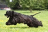 American Cocker Spaniel Dogs Breed - Information, Temperament, Size & Price | Pets4Homes