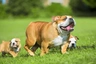 English Bulldog Dogs Breed - Information, Temperament, Size & Price | Pets4Homes