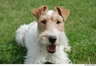 Fox Terrier de Pelo Duro Dogs Raza - Características, Fotos & Precio | MundoAnimalia