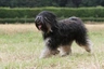 Tibetan Terrier Dogs Breed - Information, Temperament, Size & Price | Pets4Homes