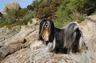 Lhasa Apso Dogs Breed - Information, Temperament, Size & Price | Pets4Homes