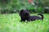 Affenpinscher Dogs Breed - Information, Temperament, Size & Price | Pets4Homes