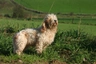 Basset Griffon Vendeen Dogs Breed - Information, Temperament, Size & Price | Pets4Homes