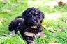 Portuguese Sheepdog Dogs Breed - Information, Temperament, Size & Price | Pets4Homes