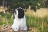 Tibetan Terrier Dogs Breed - Information, Temperament, Size & Price | Pets4Homes