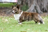 Welsh Corgi Cardigan Dogs Raza - Características, Fotos & Precio | MundoAnimalia