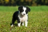 Border Collie Dogs Breed - Information, Temperament, Size & Price | Pets4Homes