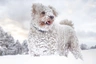 Hungarian Pumi Dogs Breed - Information, Temperament, Size & Price | Pets4Homes
