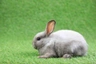 Sallander Rabbits Breed - Information, Temperament, Size & Price | Pets4Homes