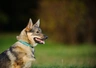 Swedish Vallhund Dogs Breed - Information, Temperament, Size & Price | Pets4Homes