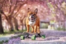 French Bulldog Dogs Breed - Information, Temperament, Size & Price | Pets4Homes