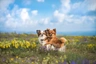 Chihuahua Dogs Breed - Information, Temperament, Size & Price | Pets4Homes