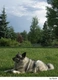 Norwegian Elkhound Dogs Breed - Information, Temperament, Size & Price | Pets4Homes