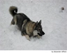 Norwegian Elkhound Dogs Breed - Information, Temperament, Size & Price | Pets4Homes