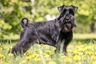 Schnauzer Dogs Breed - Information, Temperament, Size & Price | Pets4Homes