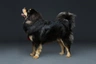 Tibetan Mastiff Dogs Breed - Information, Temperament, Size & Price | Pets4Homes