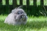 Swiss Fox Rabbits Breed - Information, Temperament, Size & Price | Pets4Homes