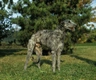 Deerhound Dogs Breed - Information, Temperament, Size & Price | Pets4Homes