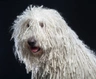 Komondor Dogs Raza - Características, Fotos & Precio | MundoAnimalia