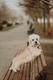 Dandie Dinmont Terrier Dogs Breed - Information, Temperament, Size & Price | Pets4Homes