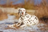 Dalmatian Dogs Breed - Information, Temperament, Size & Price | Pets4Homes